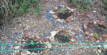 Sadzonki konopi indyjskich znalazł na spacerze. Powiadomił o tym policję