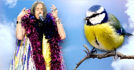 Ptaki, które wyglądają jak Michał Szpak