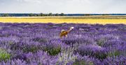 VIII Festiwal Lawendy. Najpiękniejsza kujawska Prowansja w pełnym rozkwicie