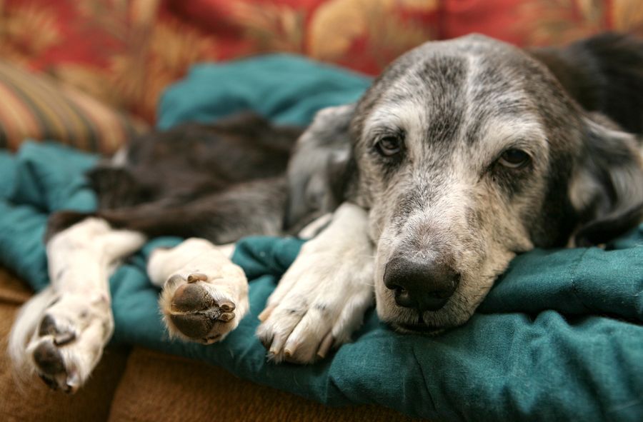 Dofinansowanie do adopcji starszych psów w Suwałkach