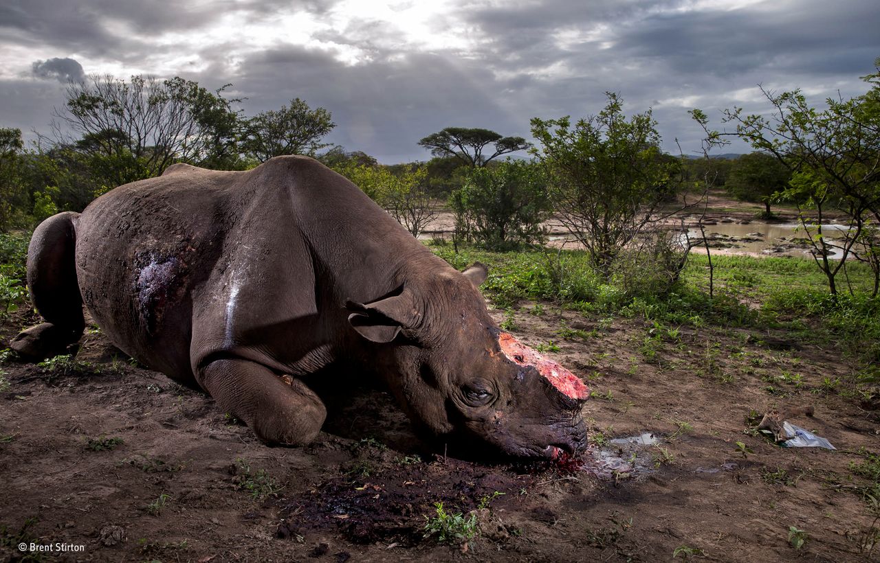 Wildlife Photographer of the Year 2017. Wygrało zdjęcie opowiadające historię zbrodni na nosorożcach