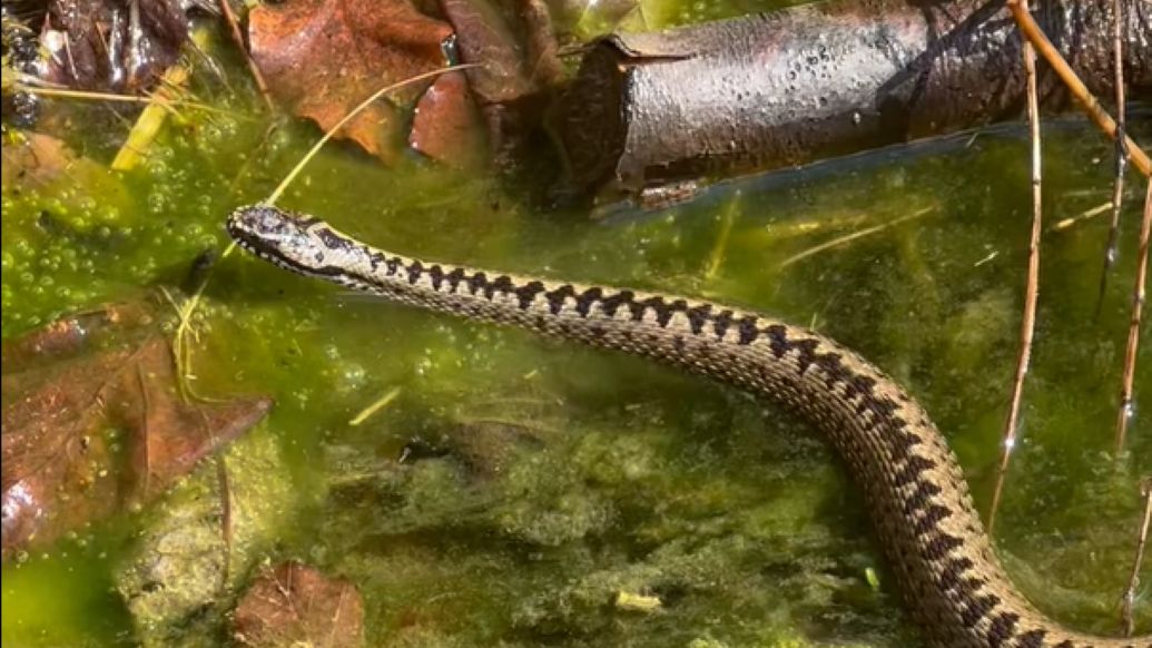 Leśnicy przyłapali żmiję na nietypowym zachowaniu 