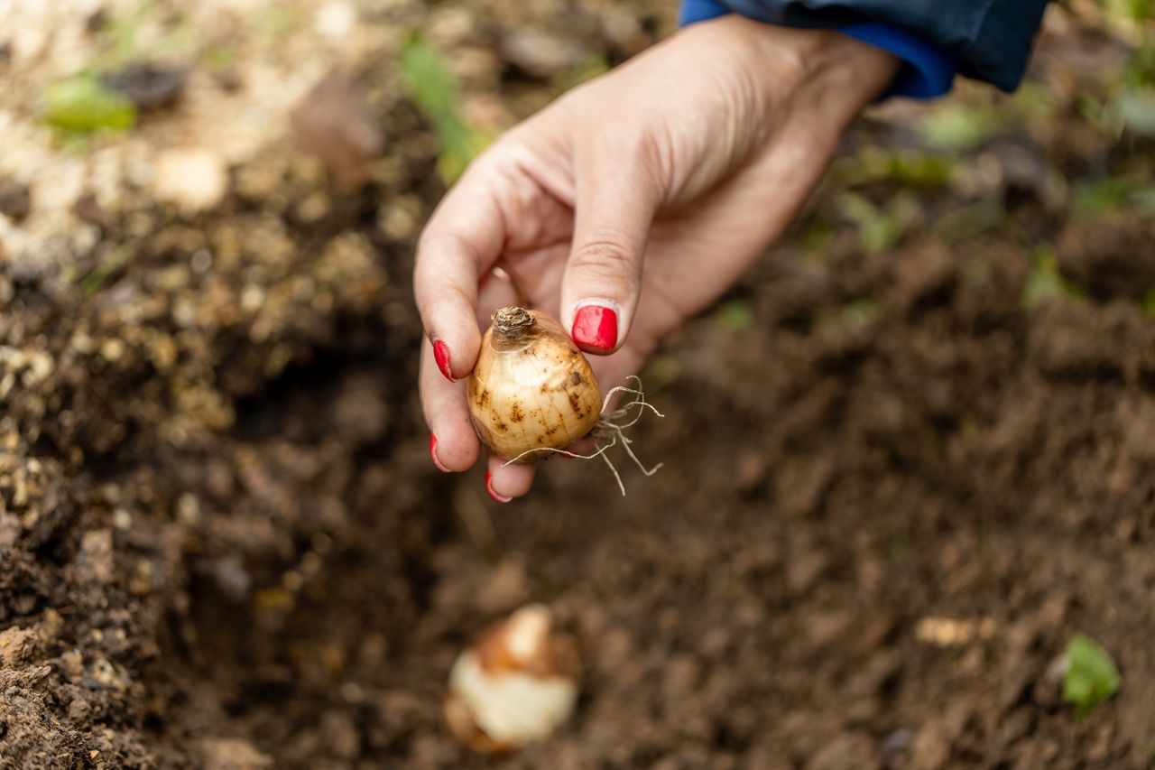 When is the best time to plant flower bulbs?