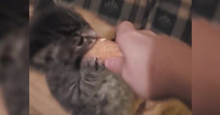 Koty i lody. Dała zwierzakowi lody, maluch rzucił się na niego i nie chciał oddać