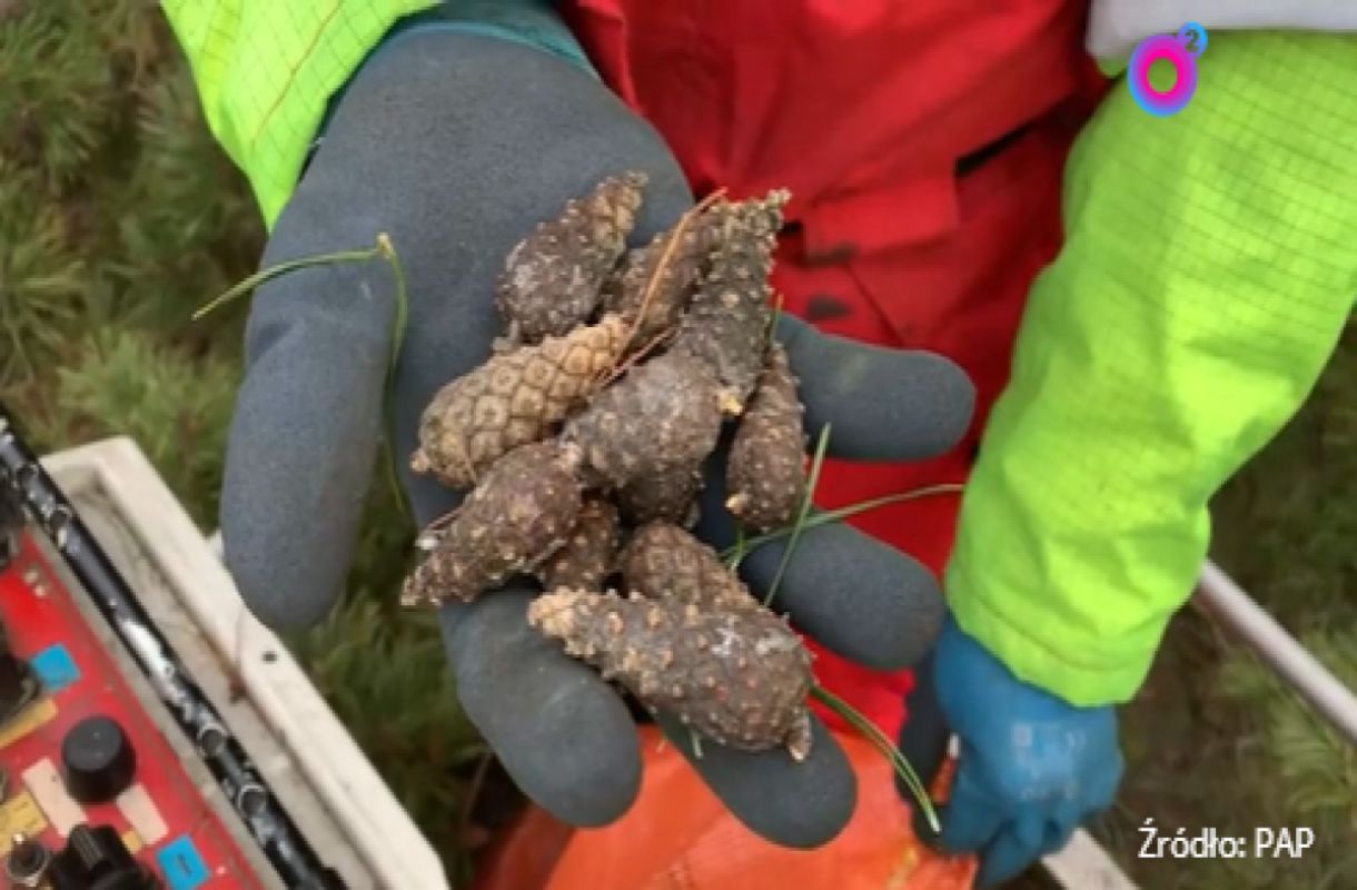 Jak zbiera się szyszki z najwyższych drzew? Pokazali nagranie "na dachu lasu"