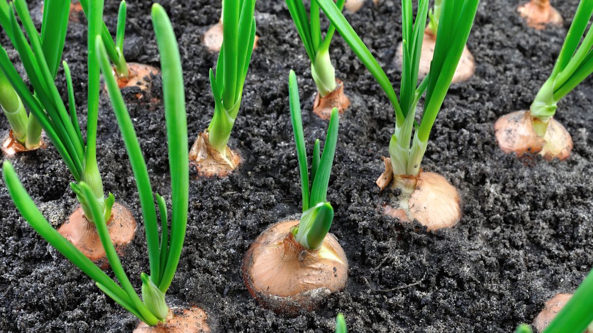 Domowy nawóz do cebuli