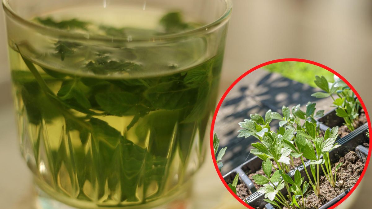 Lubczyk to zioło, które ma wiele zastosowań