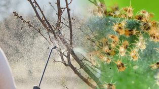 Oprysk drzew owocowych w marcu. Kiedy zrobić pierwszy zabieg