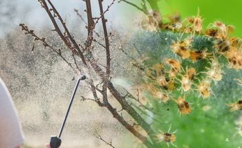 Oprysk drzew owocowych w marcu. Kiedy zrobić pierwszy zabieg