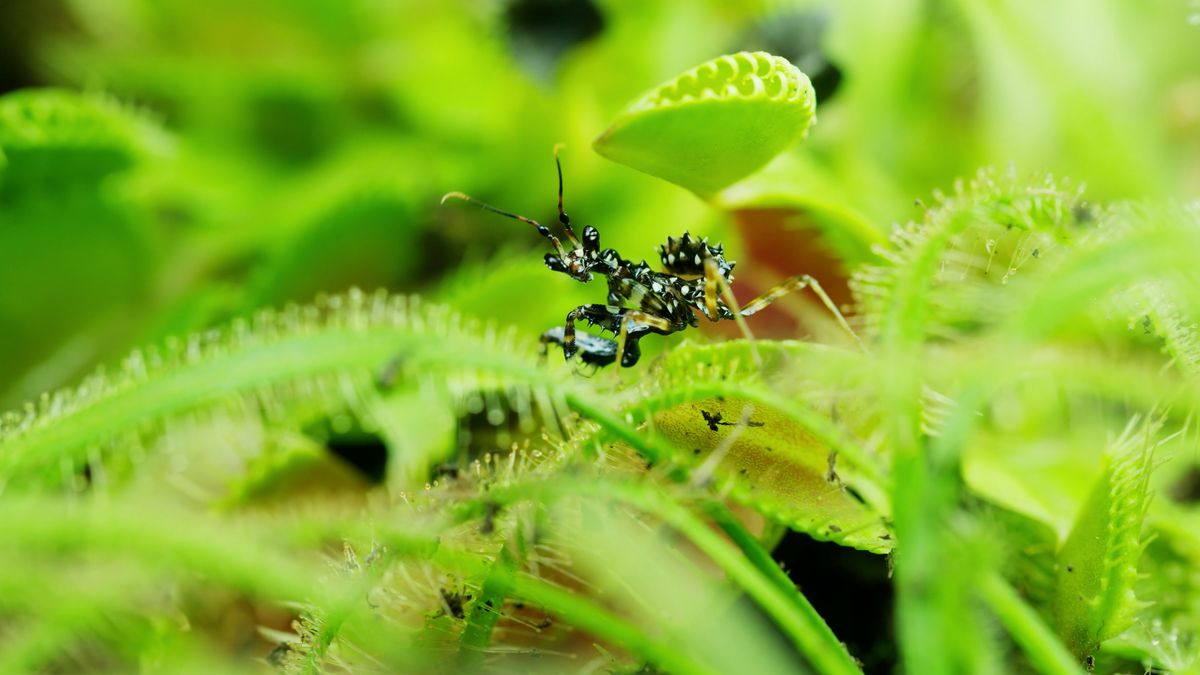 Niezwykły świat mięsożernych roślin i owadów. Ten film zapiera dech w piersi 1