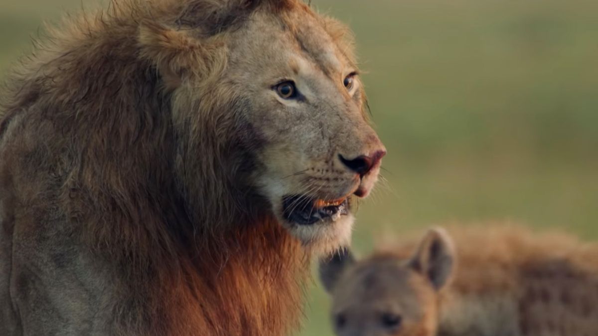 ”Król Lew” na żywo. Jeden samiec kontra 20 hien 1