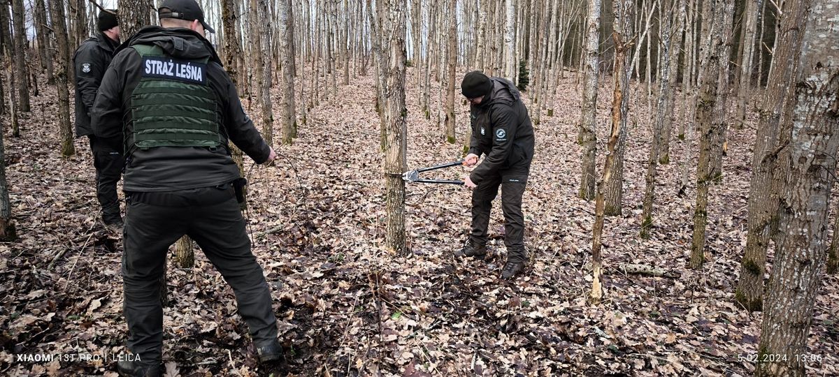 Strażnicy leśni w trakcie akcji "Kłusownik"