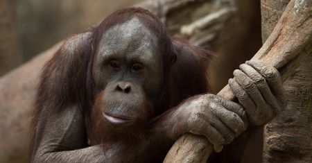 Zrozumieć mowę zwierząt. AI bada, jak rozmawiają orangutany