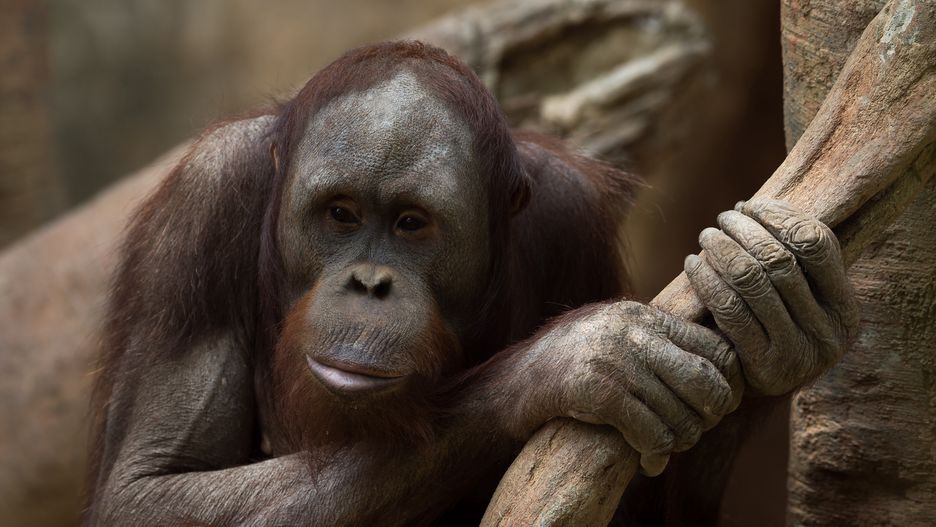 MALAGA, SPAIN - 2024/04/26: A new ten-year-old male Bornean orangutan (Pongo pygmaeus) named 'Popo' is seen looking out in his enclosure at the Bioparc in Fuengirola. Bioparc Fuengirola welcomes the arrival of a new Bornean orangutan called 'Popo', who will become the new dominant orangutan following the death of the previous alpha male of the orangutan group. Since 2002, Bioparc Fuengirola has participated in the EAZA Ex-situ Programme (EEP), a program for the conservation and reproduction of wild animals. (Photo by Jesus Merida/SOPA Images/LightRocket via Getty Images)