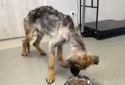 Lubin. Wychudzony owczarek uratowany przed śmiercią. Zdjęcia mówią wszystko