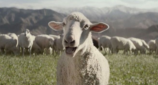 Śpiewające owce w reklamie Hondy na Super Bowl 2016 (wideo)