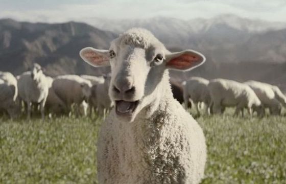 Śpiewające owce w reklamie Hondy na Super Bowl 2016 (wideo)