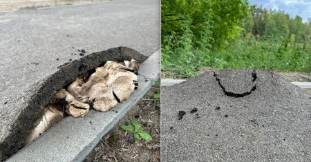 Grzybnia, która podniosła asfalt. Niezwykła sytuacja na Podlasiu