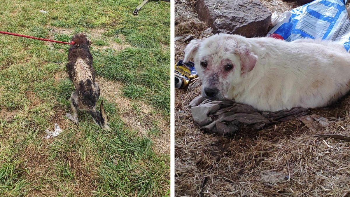 Właściciel przetrzymywał psy w koszmarych warunkach