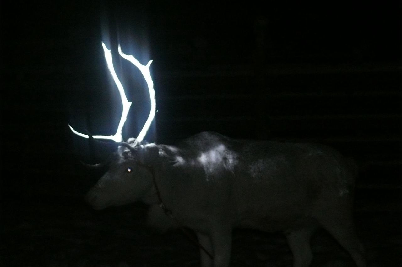 Renifery z odblaskowym porożem. Już ich nie spotkamy. 