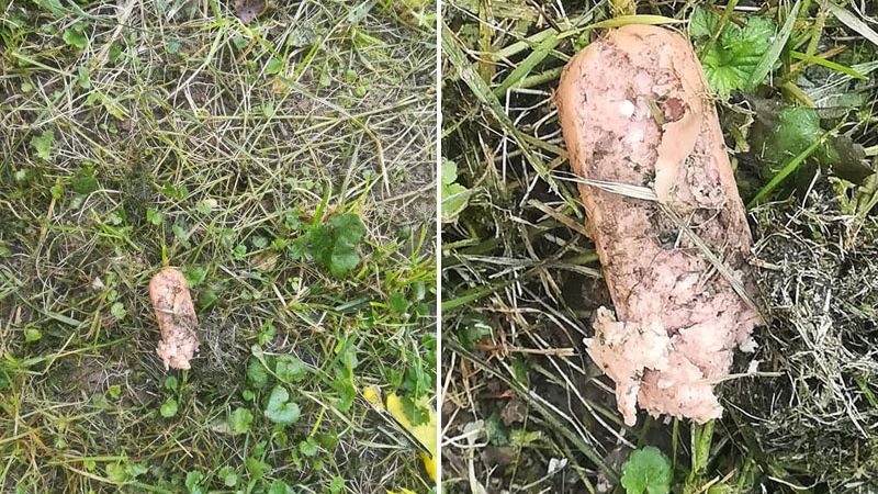 Parówka z trucizną na trawniku