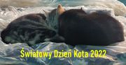 Światowy Dzień Kota