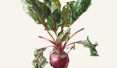 Czesław Śpiewa w klasycznym wydaniu