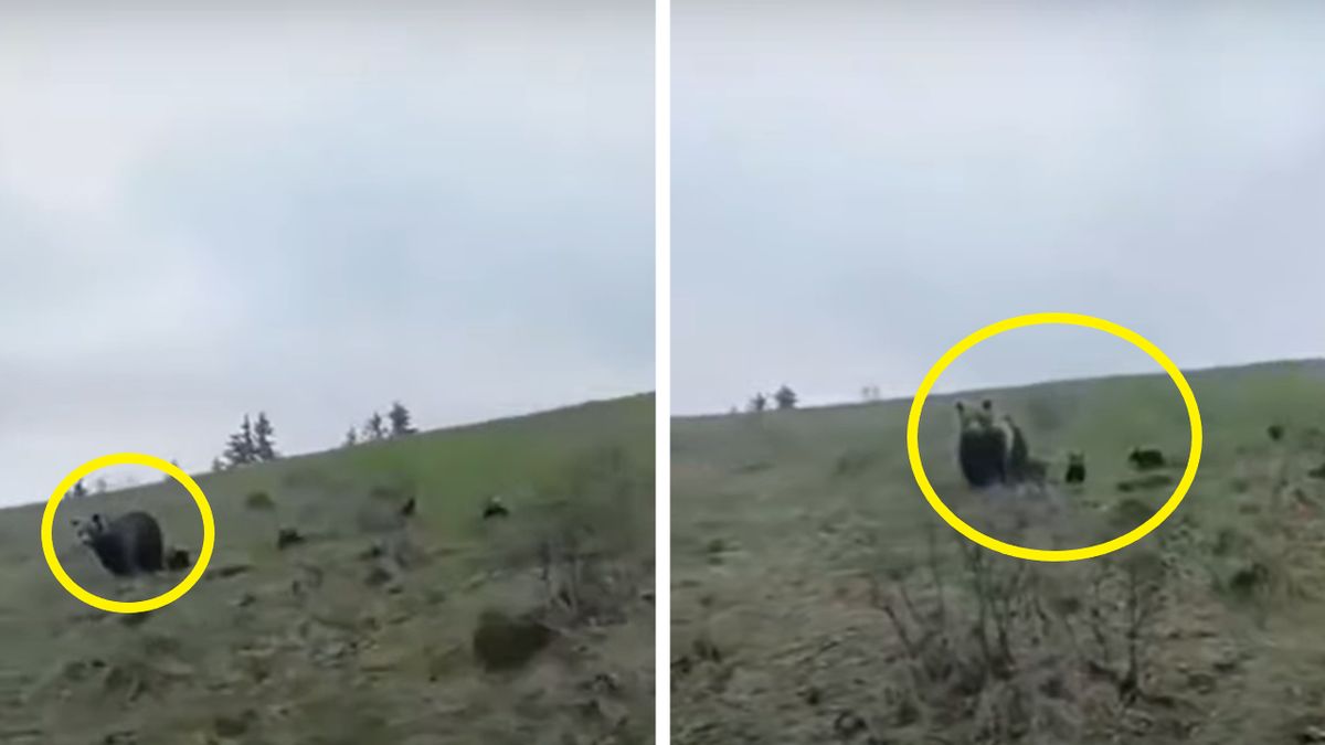 Niedźwiedzia rodzina w Bieszczadach