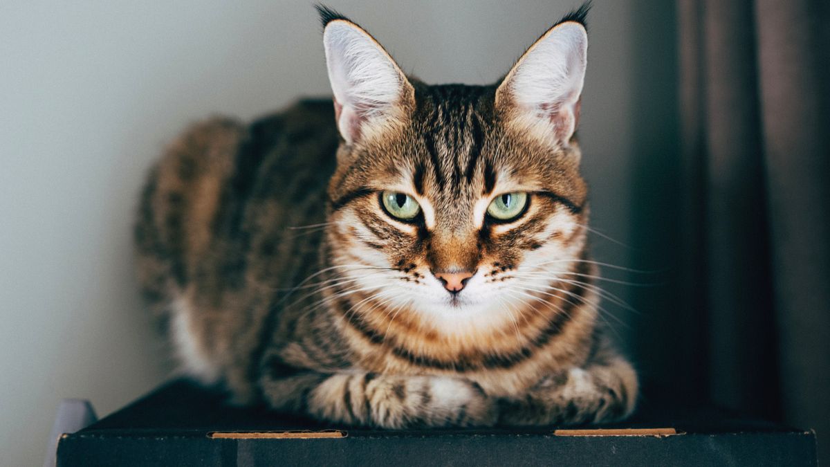 Kot siedzi na kartonie