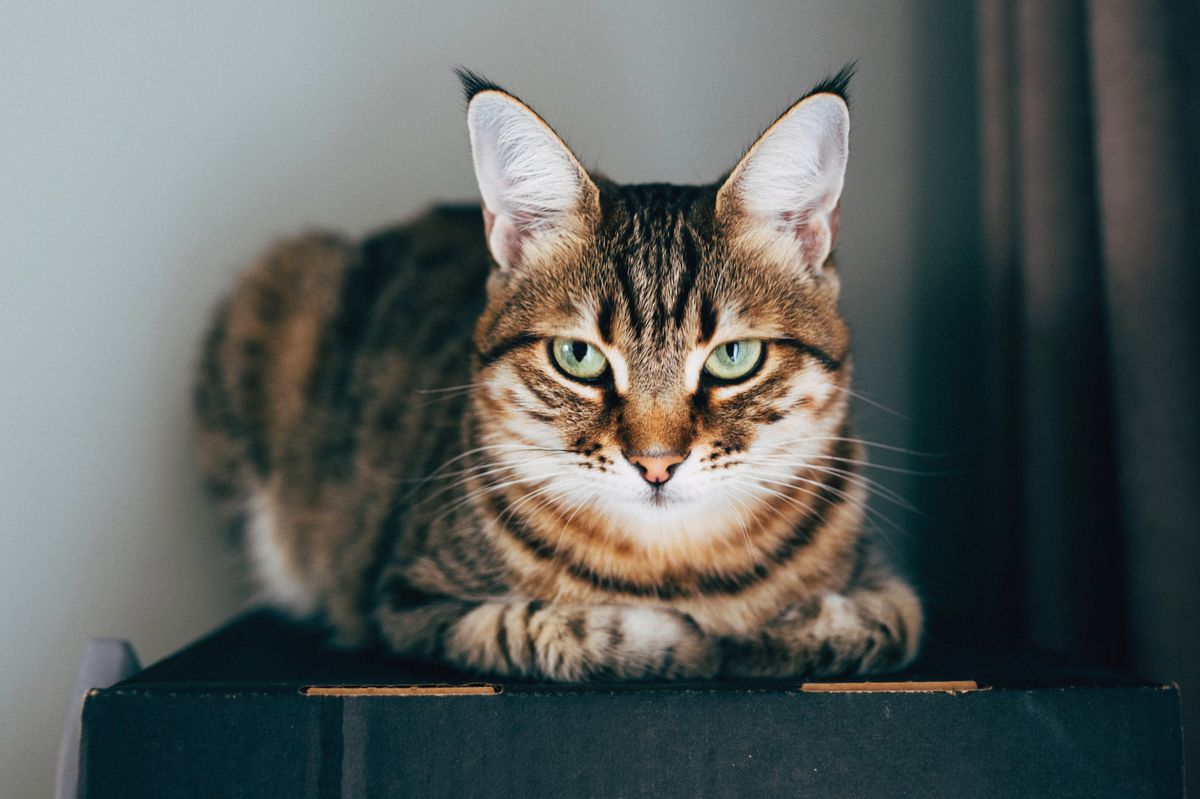 The cat sits on the cardboard.