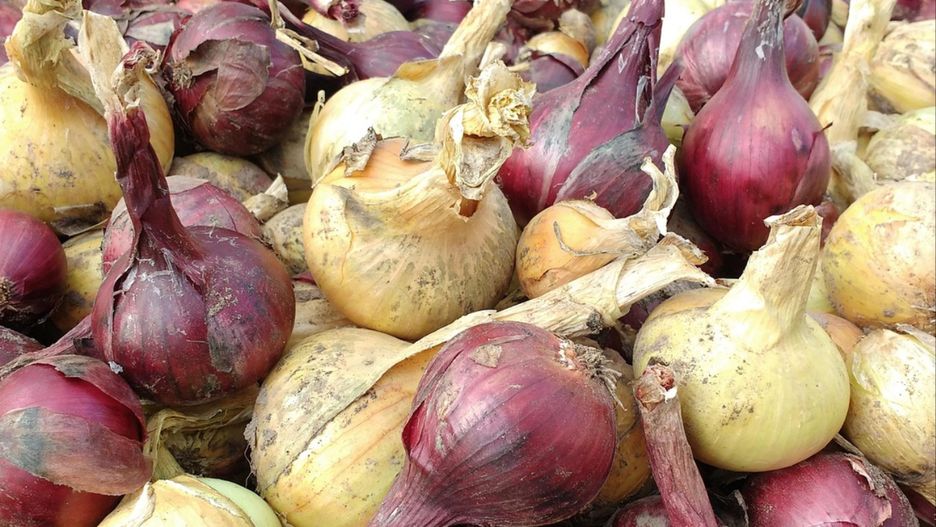 Ile wydaliśmy na import cebuli? Dominuje jeden kraj