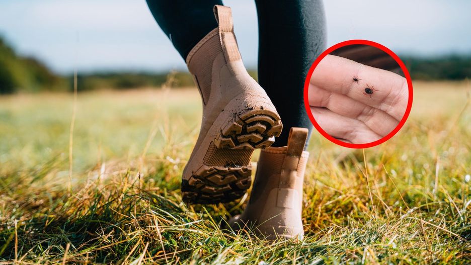 Sprawdzony sposób na kleszcze. Włóż do butów na spacerze