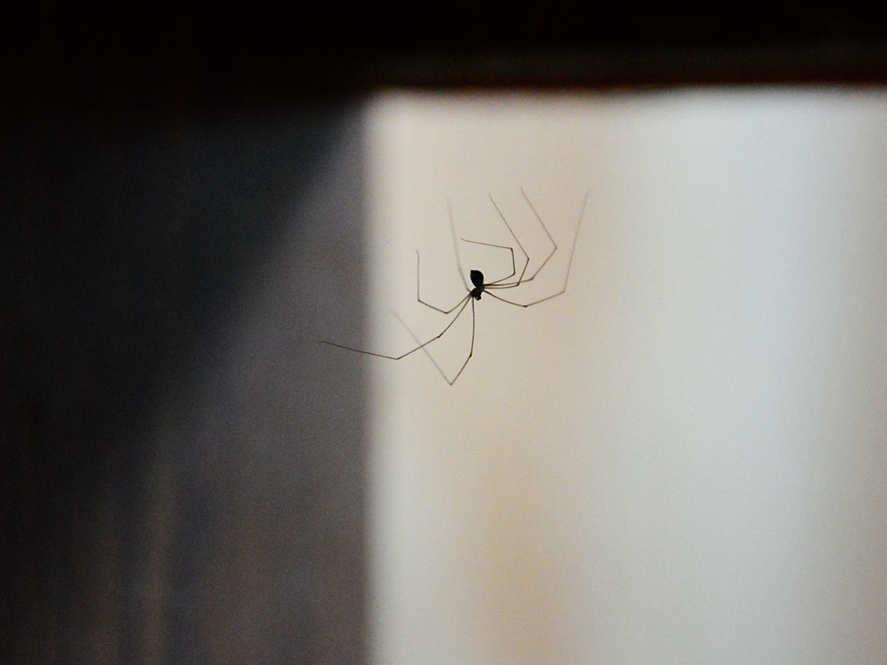 Zabijanie pająków w domu to zły pomysł