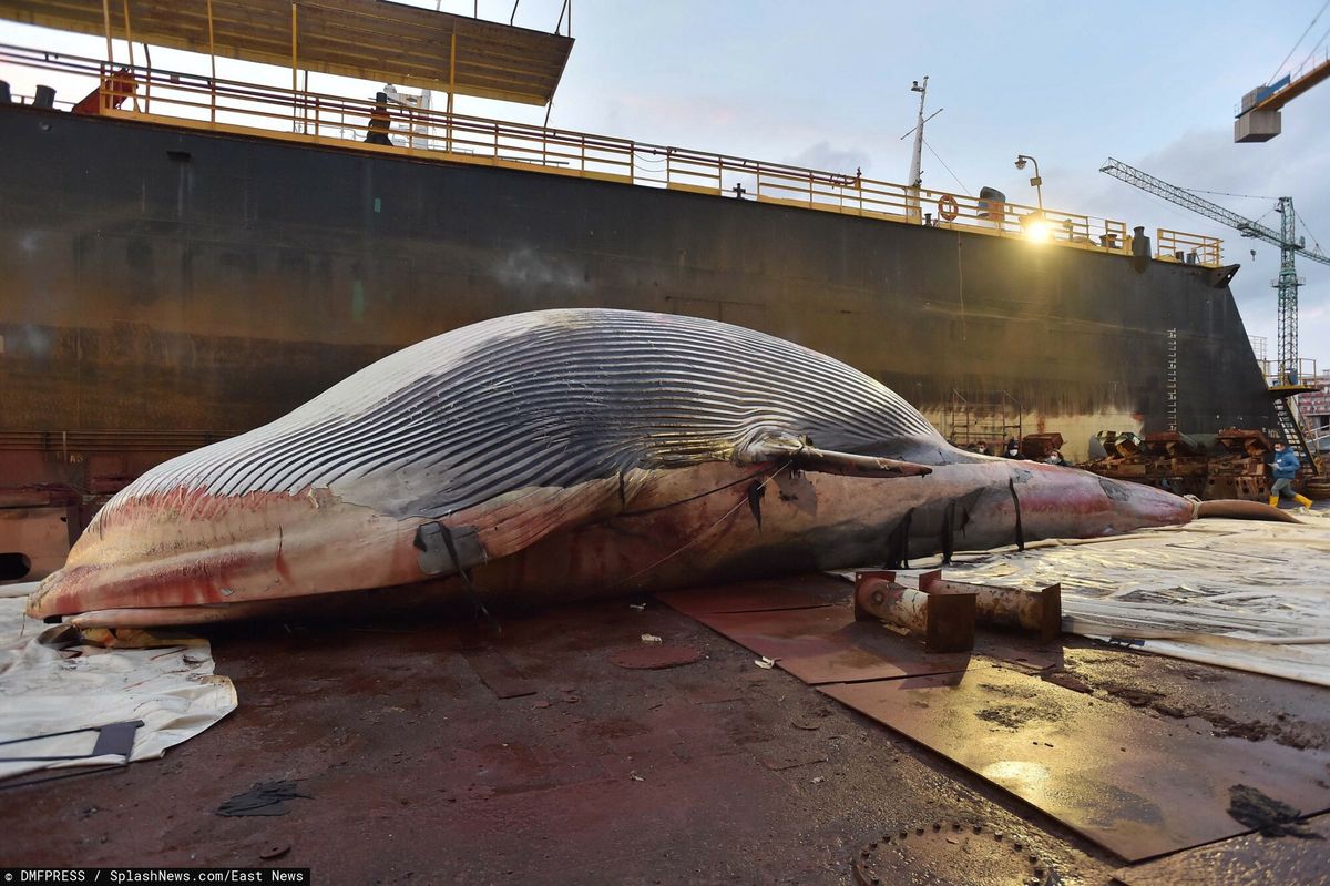 Gigantyczny martwy wieloryb wyłowiony z Marina Piccola w Sorrento
