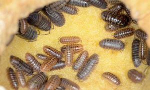 Przypomina karalucha, ale jest niegroźny. Nie rozdeptuj go