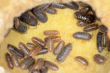 Przypomina karalucha, ale jest niegroźny. Nie rozdeptuj go