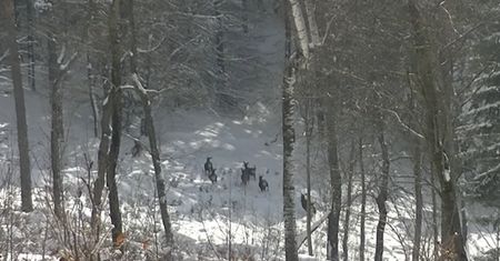 Zaczyna się w lasach. Leśnicy pokazali nagranie