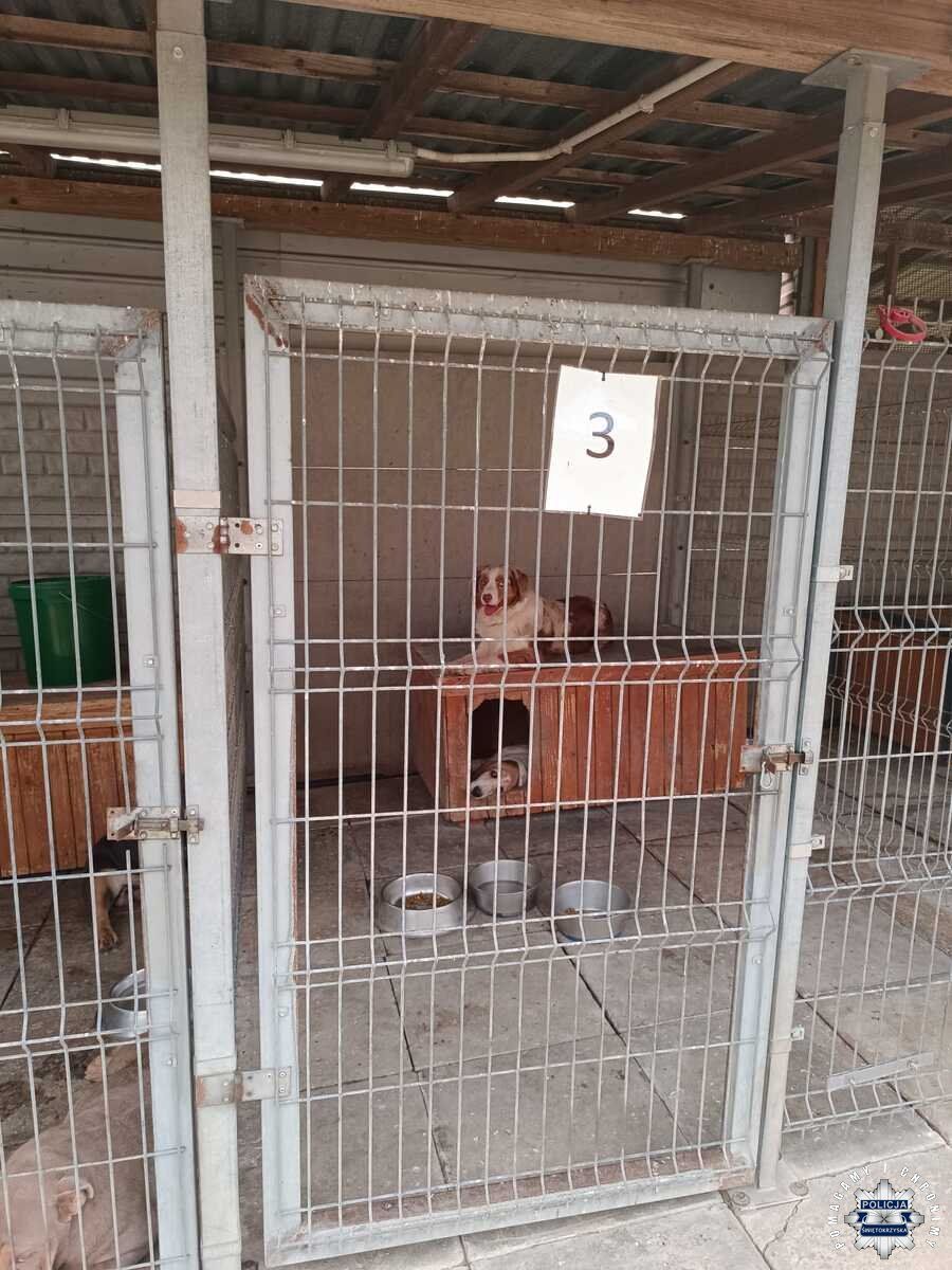 Nielegalna hodowla psów