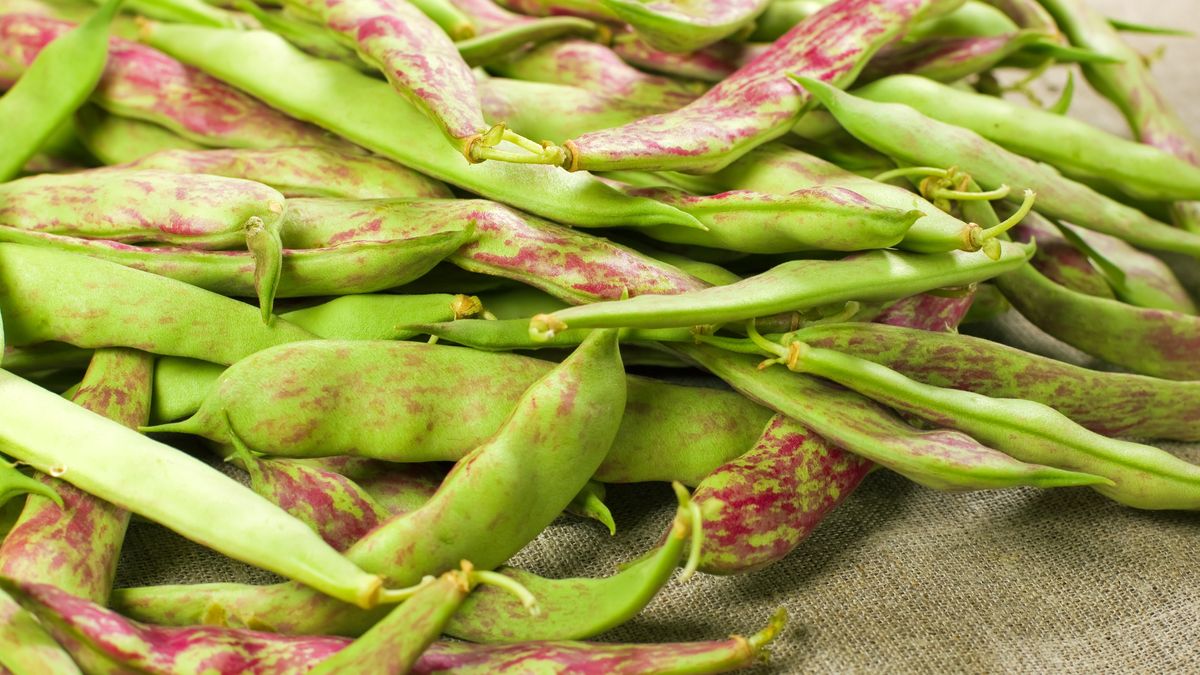 Zielona i fioletowa fasolka szparagowa