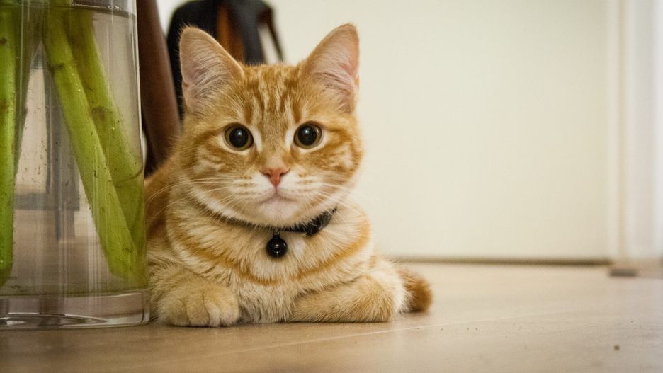 Ilustracja poglądowa