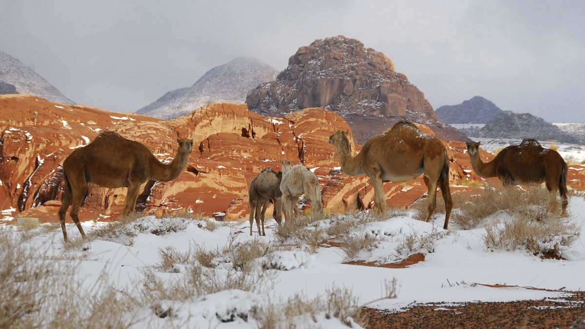 Arabia Saudyjska. Wielbłądy brodzą w śniegu