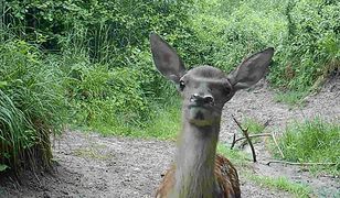 Młody jeleń w akcji. Nagranie hitem sieci