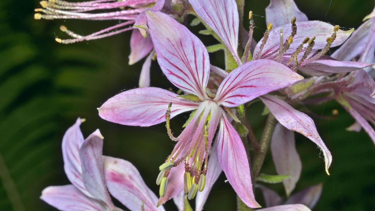 Niebezpieczna roślina - dyptam jesionolistny (WIDEO)