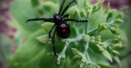 Chłopcy pozwolili ukąsić się czarnej wdowie. Wierzyli, że zmienią się w Spider-Mana