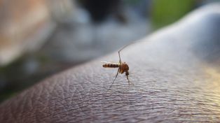 Studenci badają, jakie wirusy roznoszą komary