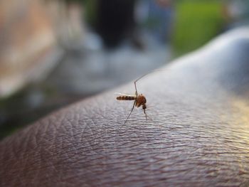 Studenci badają, jakie wirusy roznoszą komary