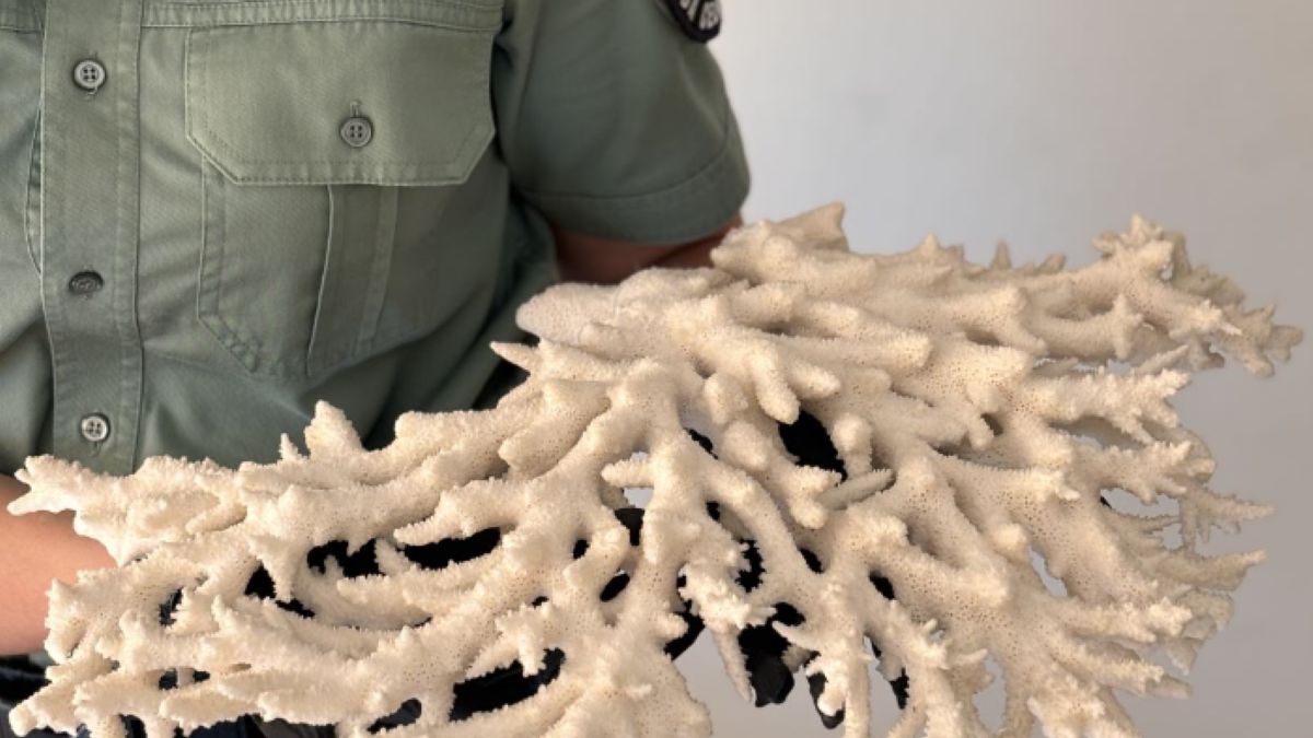 Znaleźli okazały koralowiec w kontrolowanym busie. 