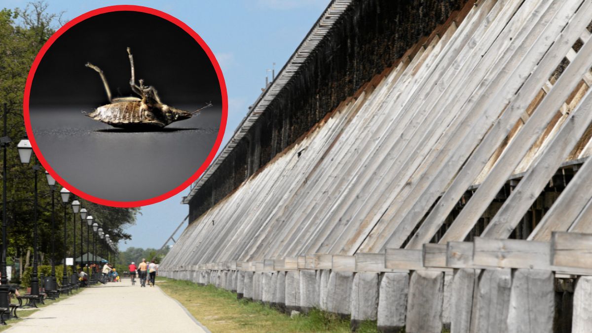 Kolejna kuracjuszka skarży się na pogryzienie przez pluskwy 