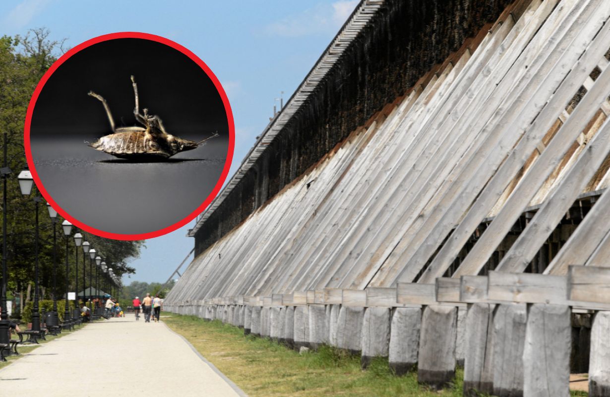 Kolejna kuracjuszka została pogryziona w sanatorium. Dramat w Ciechocinku