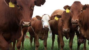 Nowe ogniska choroby niebieskiego języka. GLW potwierdza